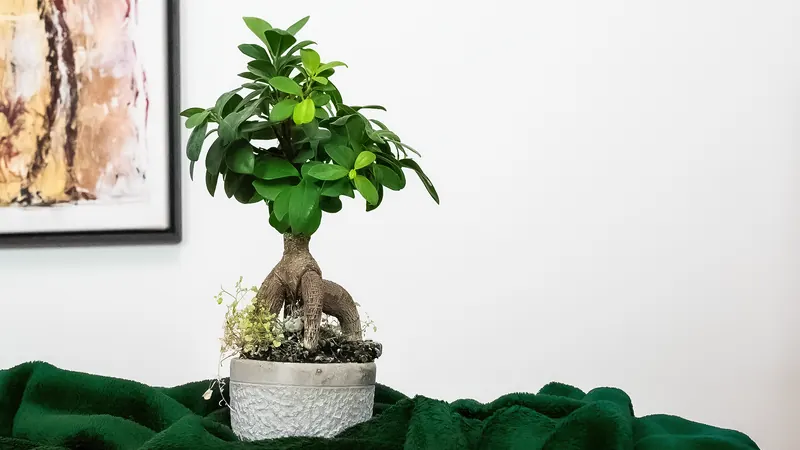 Bonsai auf grünem Tuch vor heller Wand im Praxisraum